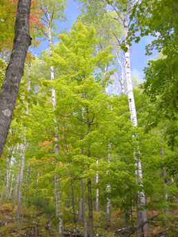 birch-trees